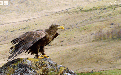 First EAGLE generation: Spreading its wings and taking off